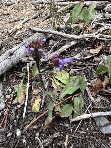 thickstem aster (Eurybia integrifolia)