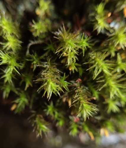 Lyell's Bristle-moss photographed in Poland