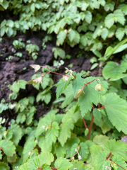 Blake Bringhurst, CC BY, iNaturalist via GBIF Begonia hirsuta, photograph Blake Bringhurst, CC BY, iNaturalist via GBIF