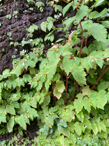 Begonia hirsuta, photograph 6