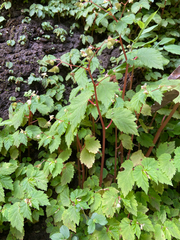 Blake Bringhurst, CC BY, iNaturalist via GBIF Begonia hirsuta, photograph Blake Bringhurst, CC BY, iNaturalist via GBIF
