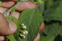 Solanum bulbocastanum