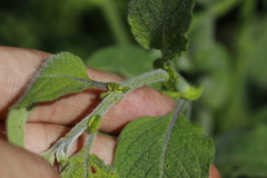 Solanum bulbocastanum