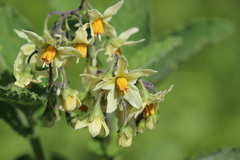 Solanum bulbocastanum
