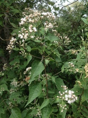Chromolaena collina