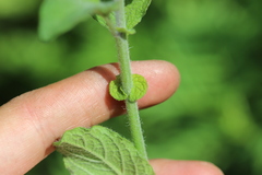 Solanum bulbocastanum