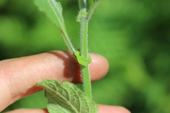 Solanum bulbocastanum