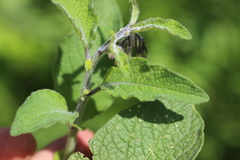 Solanum bulbocastanum