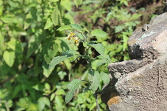 Solanum bulbocastanum