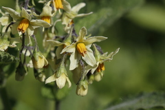 Solanum bulbocastanum
