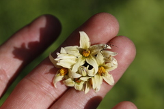 Solanum cardiophyllum