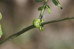 Solanum cardiophyllum