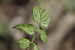 Solanum cardiophyllum