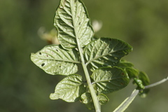 Solanum cardiophyllum