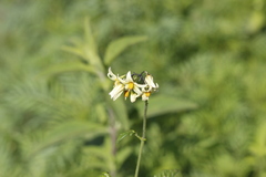 Solanum cardiophyllum