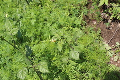 Solanum cardiophyllum