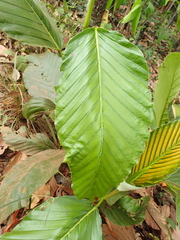 Dipterocarpus