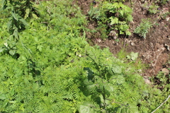 Solanum cardiophyllum