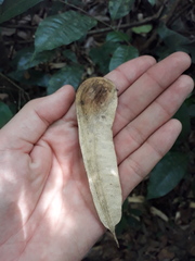 Myroxylon balsamum