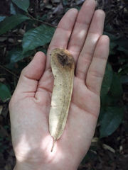 Myroxylon balsamum