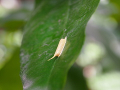 Tropidomantis gressitti