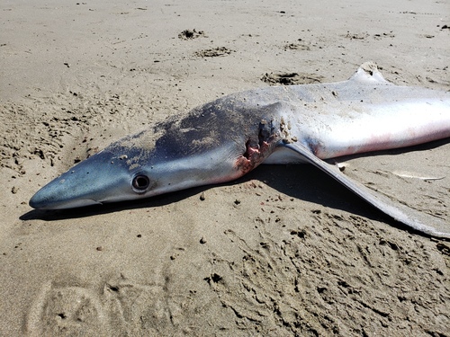 Blue Shark photographed in Oregon