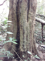 Myroxylon balsamum