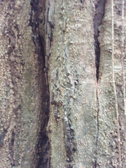 Myroxylon balsamum