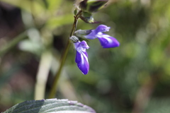Salvia laevis