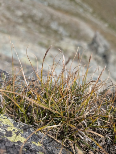 Carex rupestris, photograph 5