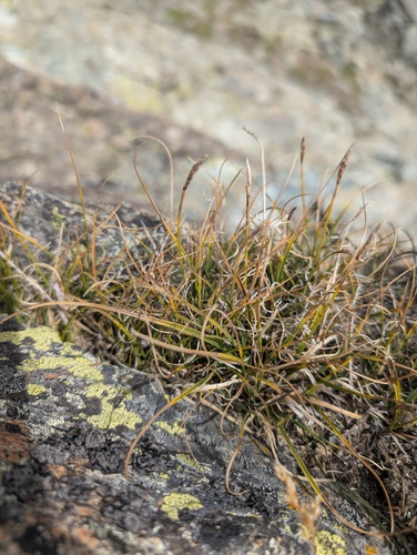 Carex rupestris, photograph 3