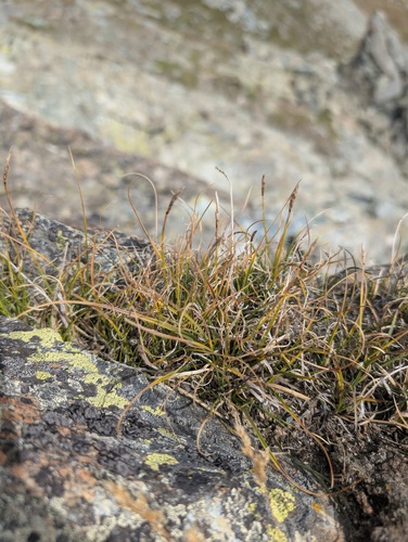 Carex rupestris, photograph 4