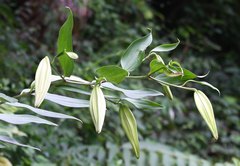 Lilium auratum