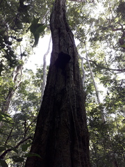 Myroxylon balsamum