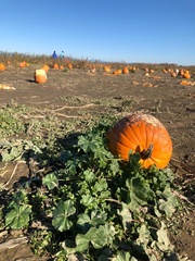 Cucurbita maxima maxima