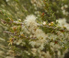 Melaleuca brevifolia