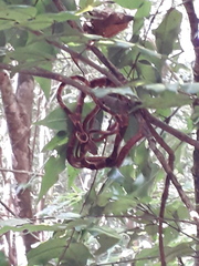 Imantodes gemmistratus