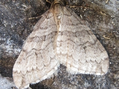 Operophtera relegata