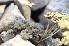 Lomatium tuberosum