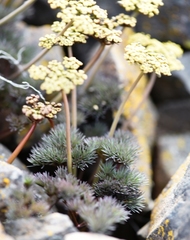 Lomatium tuberosum