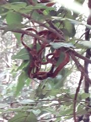 Imantodes gemmistratus