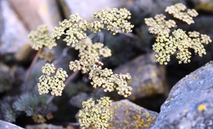 Lomatium tuberosum