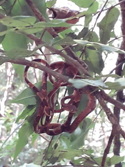 Imantodes gemmistratus