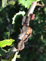 Disholandricus chrysolepidis