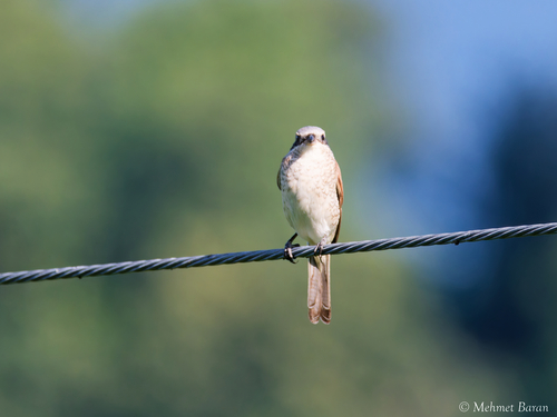 Red-backed Shrike