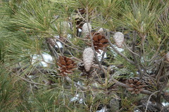Pinus