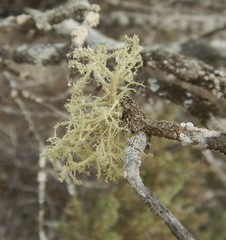 Usnea inermis
