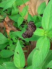 Cycloglypha thrasibulus thrasibulus
