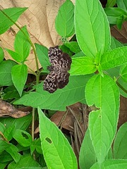 Cycloglypha thrasibulus thrasibulus