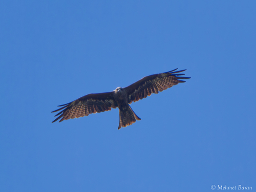 Black Kite